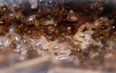 Wykadrowane i pomniejszone zdjęcie królowej T. crassispinus (ok. 5-6 mm)