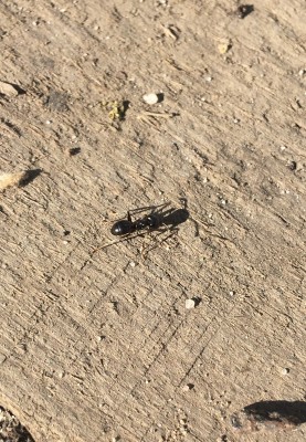 Ta to chyba Camponotus Vagus ale nie jestem pewien. Wielkość: 5-6mm.