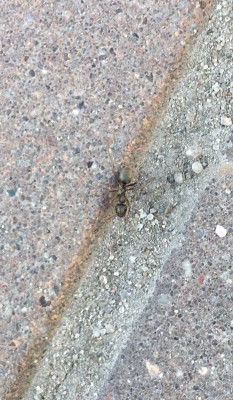 Ta mrówka ma ok. Umm, więc dużo większa niż lasius. Nie mam pojęcia co to ze względu na barwy.