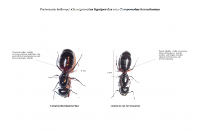 Camponotus-ligniperdus-i-Camponotus-herculeanus.png
