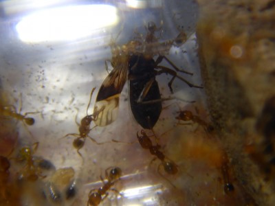 Mrówki przy pracy.JPG