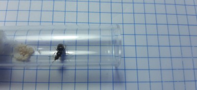Lasius niger