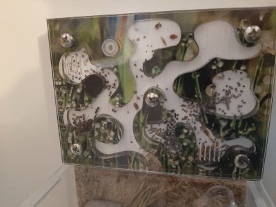 Karmie ziarnami i mącznikiem