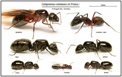 camponotus.jpg