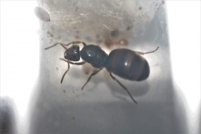 Zaraz po rozpakowaniu - królowa