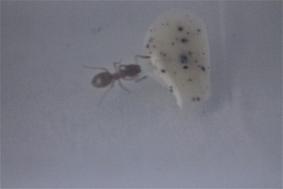 Robotnica zainteresowana substratem