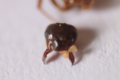 Co to za kropelki na górze?