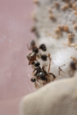 Przypałętała się zaciekawiona robotnica.