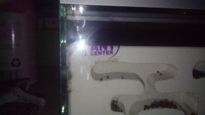 Pod znaczkiem ant center jest pleśń i po lewej