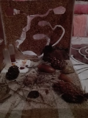 Mrowki siedza w komorze znajdujacej sie w prawym dolnym rogu korka za kawalkiem kory