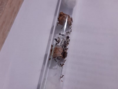 Póki co tak wygląda kolonia ;)